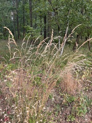 Calamagrostis