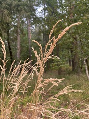 Calamagrostis