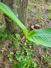 Musa basjoo