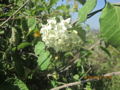Funastrum pannosum