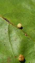 Zopheroteras hubbardi