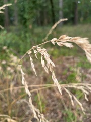 Calamagrostis