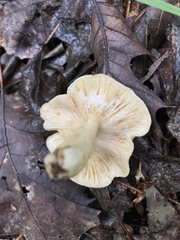 Lactarius cinereus