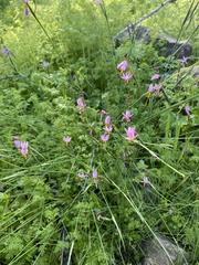 Olsynium scirpoideum