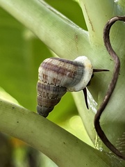 Parachondria