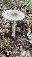 Amanita radiata