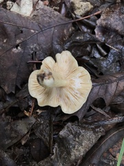 Lactarius cinereus