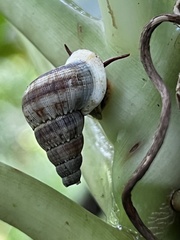 Parachondria