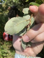 Salix bebbiana