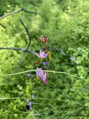 Olsynium scirpoideum