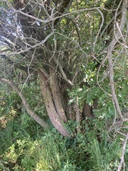 Salix bebbiana