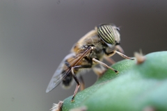 Eristalinus