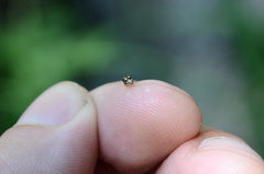 Brachiacantha decempustulata