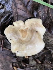 Lactarius cinereus