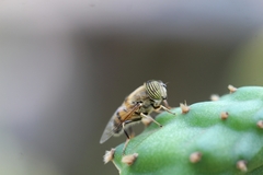 Eristalinus