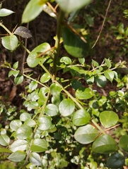 Rhaphithamnus spinosus