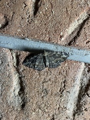 Rheumaptera meadii