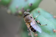 Eristalinus