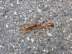 Tenodera angustipennis