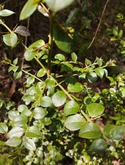 Rhaphithamnus spinosus