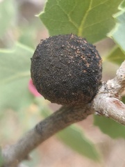 Burnettweldia washingtonensis
