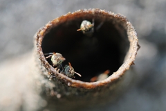 Nannotrigona testaceicornis