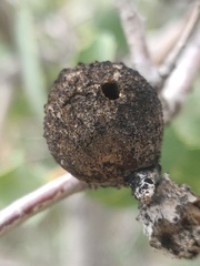 Burnettweldia washingtonensis