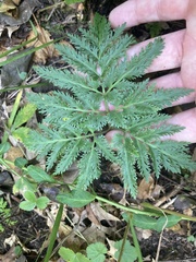 Sceptridium dissectum dissectum