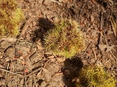 Chrysolepis chrysophylla