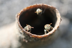 Nannotrigona testaceicornis