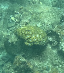 Lobophyllia
