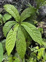 Gesneria