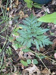 Sceptridium dissectum dissectum