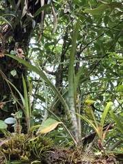 Tillandsioideae