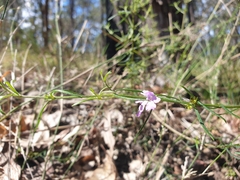 Westringia eremicola
