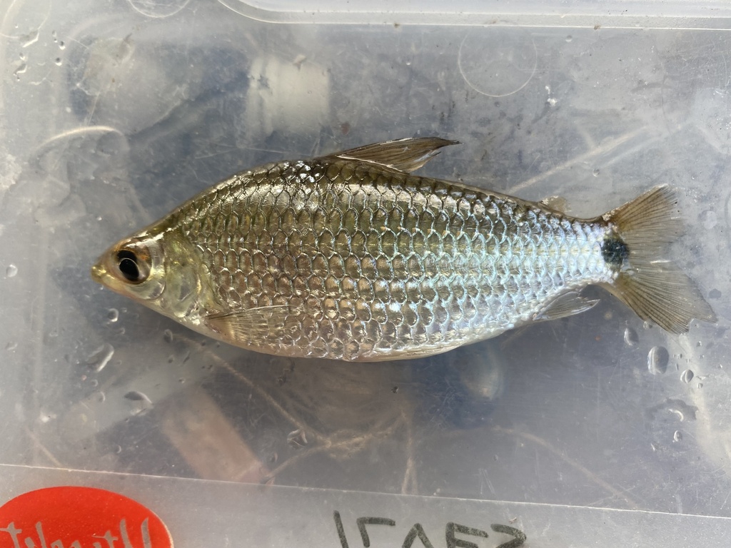 Gouldings curimata (Cyphocharax gouldingi) — Curimatidae