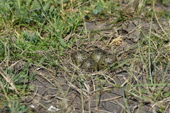 Charadriiformes