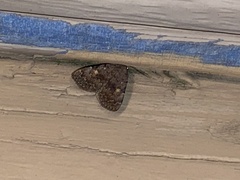 Idia diminuendis