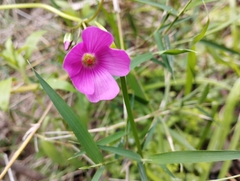 Oxalis arenaria