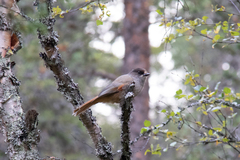 Perisoreus infaustus