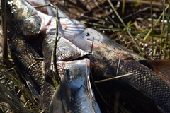 Eleginops maclovinus