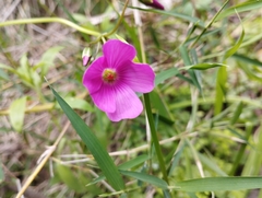 Oxalis arenaria
