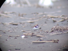 Charadrius collaris