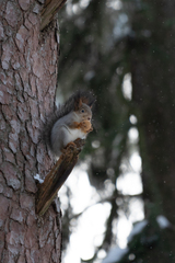 Sciurus vulgaris