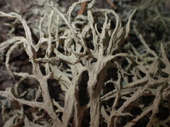 Evernia prunastri