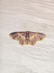 Lophosis labeculata