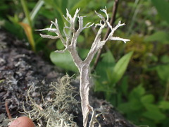 Evernia prunastri