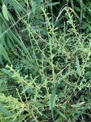 Amaranthus albus