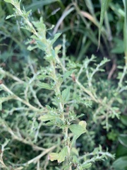 Amaranthus albus