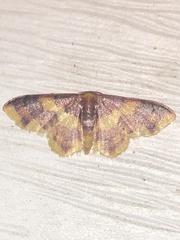 Lophosis labeculata